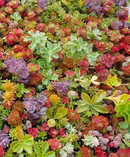 COLD Hardy Cuttings Ultimate Rainbow Ground Cover Stonecrop Sedum Pack MIX Live Plants Landscape Plant Cuttings Bundle Easy to Root in Water