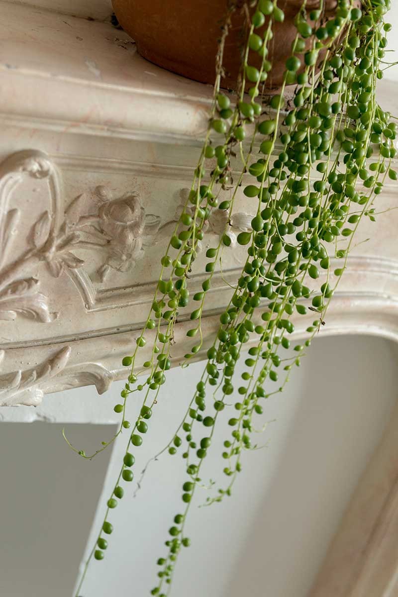 String of Pearls Plant Live in Pot Perfect Gift House Plant Low Light