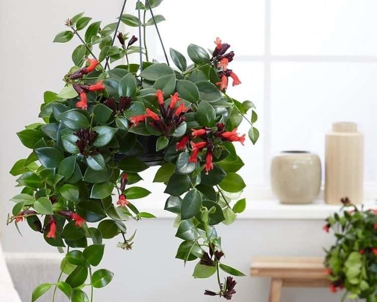 Red Lipstick Vine Plant Live in Pot Perfect Gift House Plant Indoor Plants