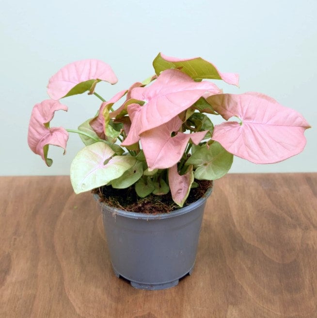 Syngonium Neon Houseplants ppp Pink Potted Live Plant in Pot indoor Rare Fast Growing Plants Home Decor Gift