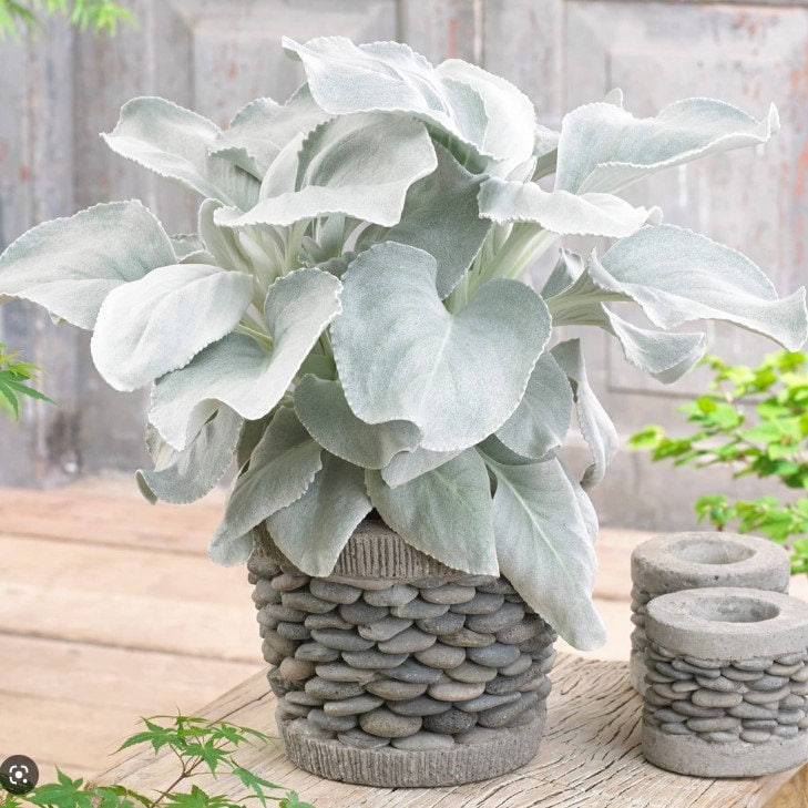 Wings of White Angel Live Plant Pot Container Plant Succulents Houseplants