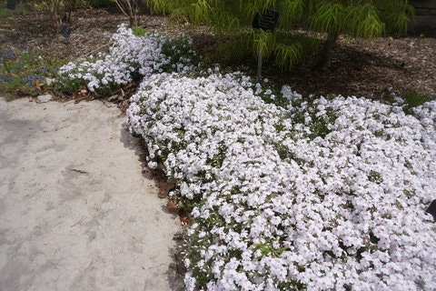 Amazing Grace Creeping Phlox - mygardenchannel