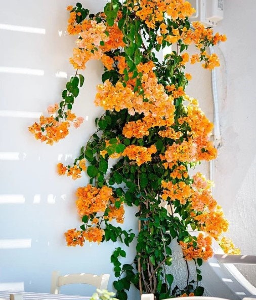 California Gold Bougainvillea Trumpet Vine Flower Live Plant STARTER PLANTS in small pot 2.5″ x 4″ inch plants in pots Hummingbird Flowers