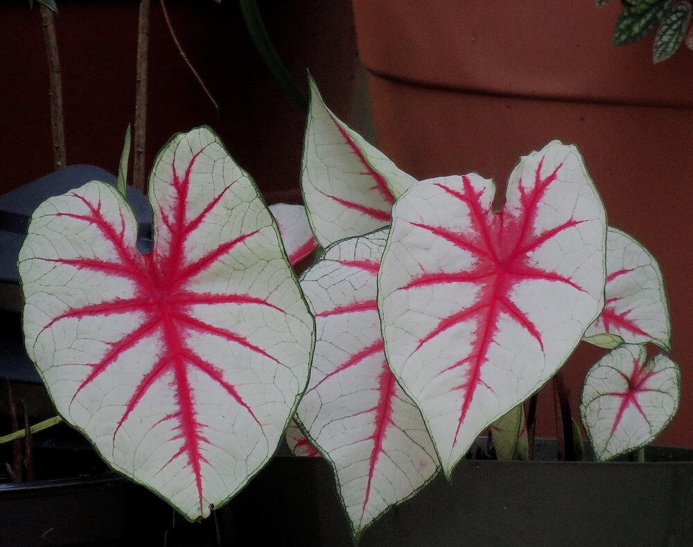 Fiesta Caladium PPP Plant Houseplants Live Plants Bulbs or 2.5″ x 4″ Inch Pot Pink Small Starter Fast Growing Plants