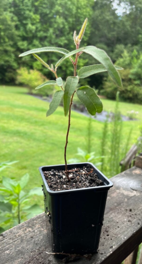 rainbow tree seedling