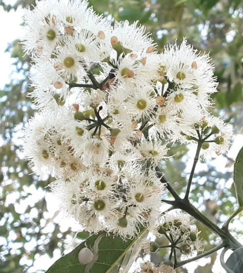 rainbow tree flower