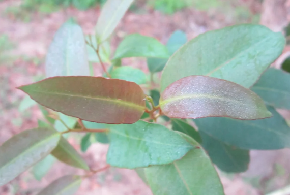 rainbow tree leaf