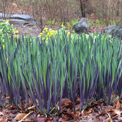 iris purple flame