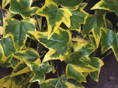 Gold English Ivy