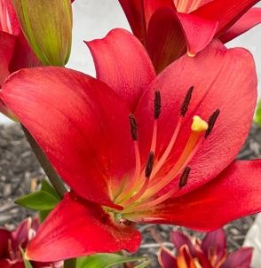Asiatic Landini and Their Striking Red Blooms