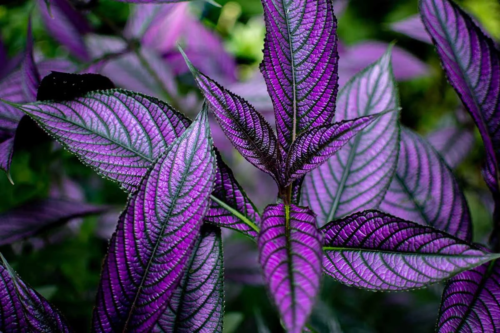 persian shield house plant