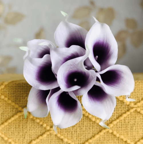 picasso calla lily