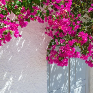 pink bougainvillea