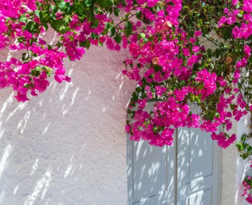 pink bougainvillea