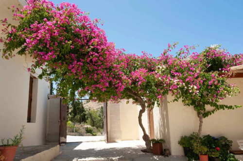 pink bougainvillea vine