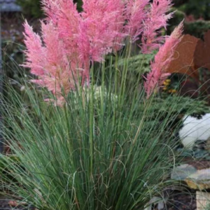 pink pampas grass