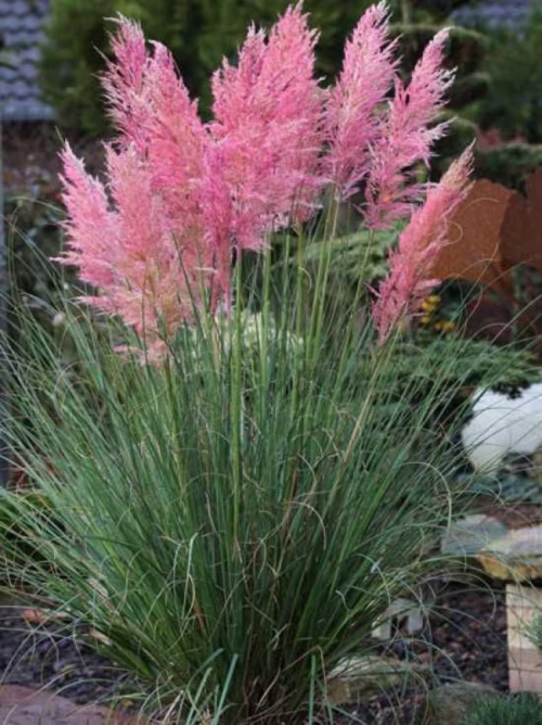 pink pampas grass