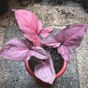 pink perfection syngonium
