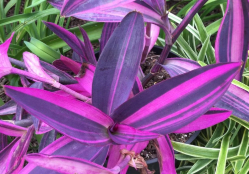 Pink Stripes Tradescantia - Image 2