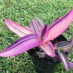 pink stripe tradescantia