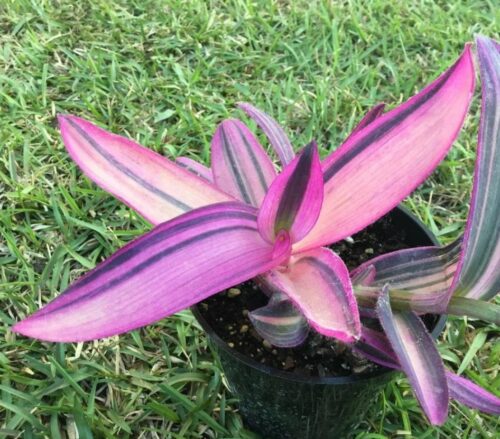 pink stripe tradescantia