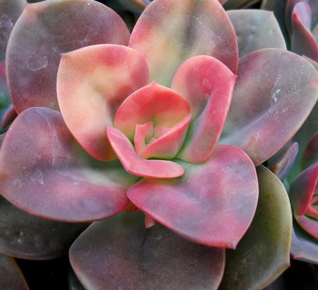 The Mesmerizing Beauty of Pink Multi-Colored Succulents