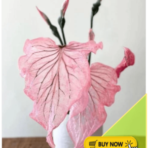 pink symphony caladium buy now