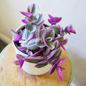 pink tradescantia nanouk