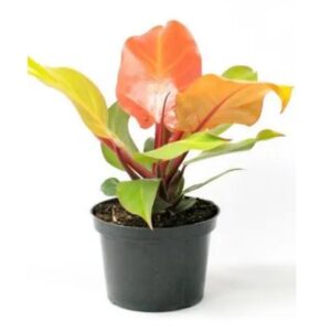 prince of orange philodendron