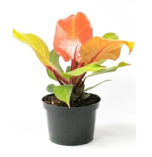 prince of orange philodendron