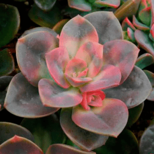 rainbow succulent chroma