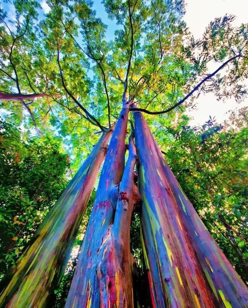 The Majestic Rainbow Tree: A Journey to Maturity
