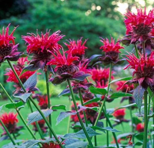 Raspberry Wine Bee Balm: A Delicious and Medicinal Herb
