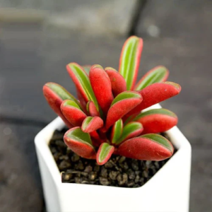 red graveolens