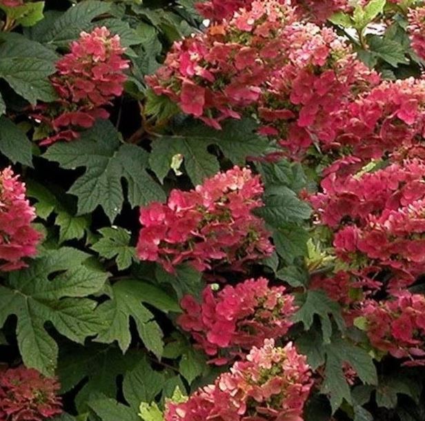 The Beautiful Ruby Slippers Hydrangea: A Delight for Every Garden