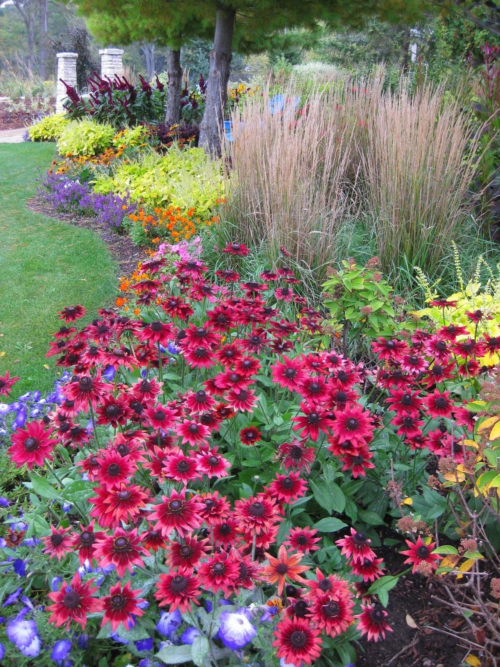 rudbeckia cherry brandy