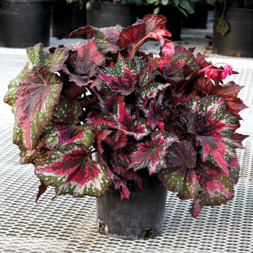 st nick begonia