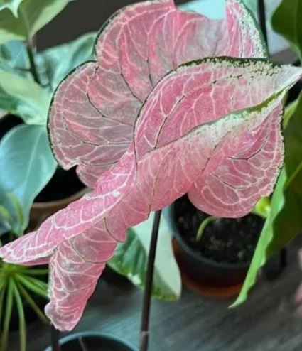 How to Get Pink Princess Symphony Caladium Leaves to Open Fully