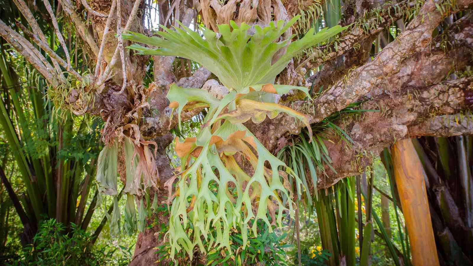 18 Majestic Staghorn Fern Species: How To Identify and Care For