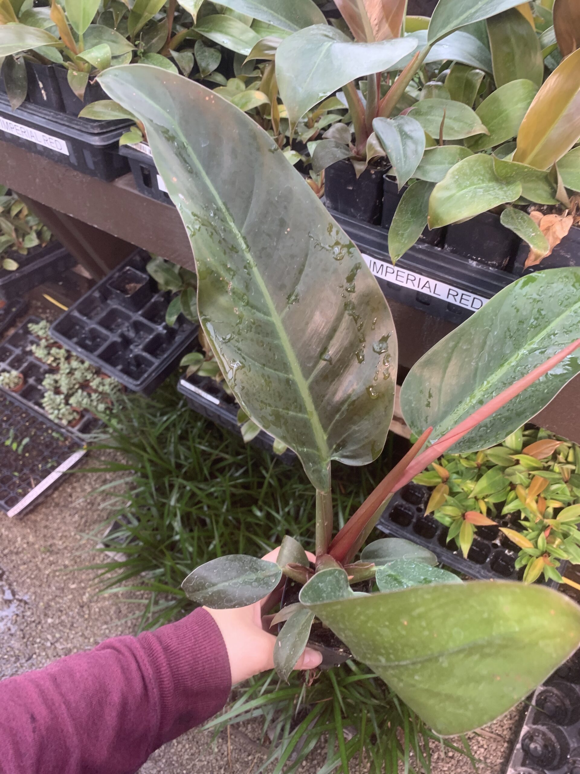 The Journey of Imperial Red Philodendron: From Seedling to Mature Growth
