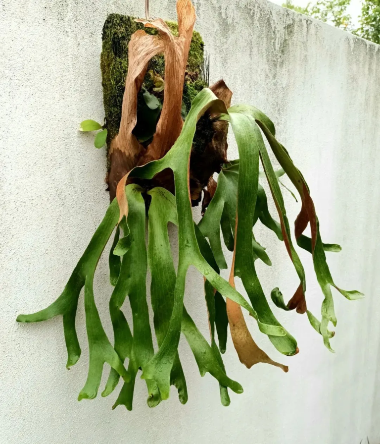 Stringray Fern 18 Majestic Staghorn Fern Species: How To Identify and Care For ...