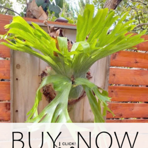 shop for staghorn fern
