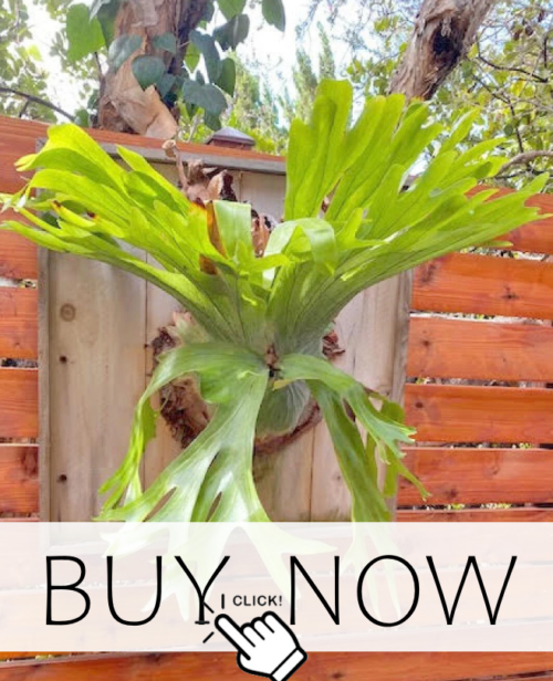 shop for staghorn fern