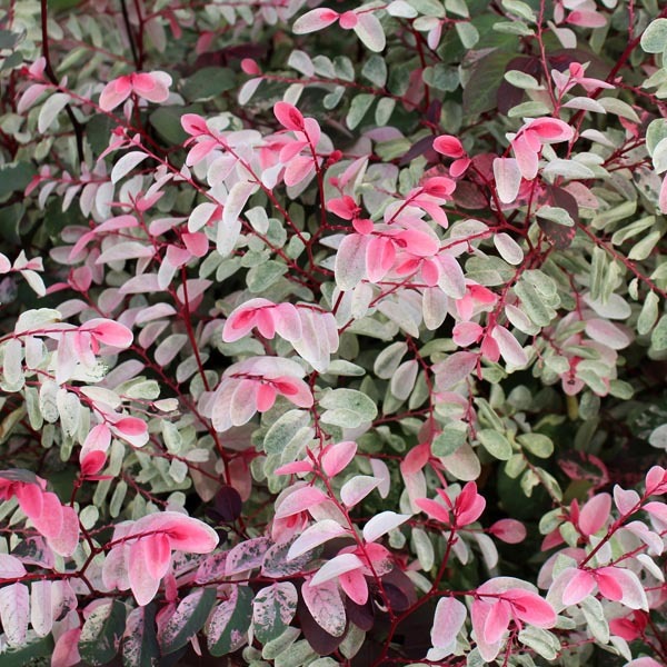 Breynia Pink Snowbush (Roseopicta): A Mesmerizing Houseplant and Tropical Beauty