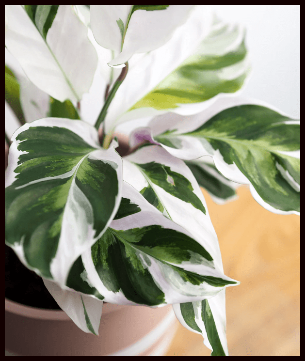 Calathea White Fusion: A Stunning Houseplant Marvel