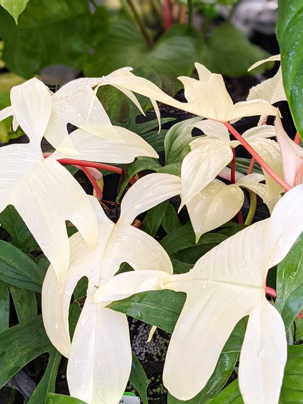 White Philodendron: Florida Ghost Mint – A Striking Houseplant Marvel