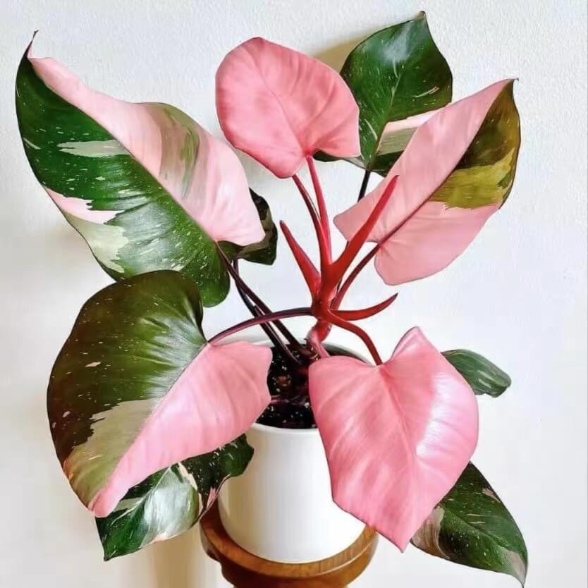 Pink Princess Philodendron: A Stunning Houseplant Delight