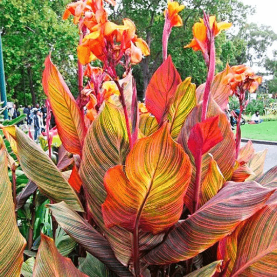 Rainbow Canna Lily Durban: A Burst of Color for Your Garden and Patio