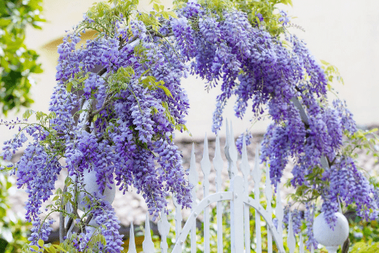 Chinese Blue Wisteria: A Beautiful Houseplant and Outdoor Landscape Marvel