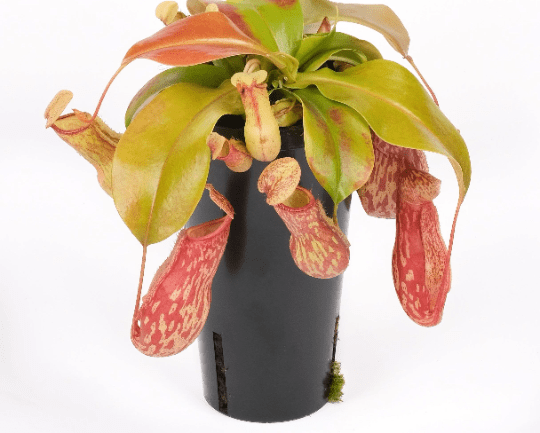 Gaya Nepenthes: A Carnivorous Pitcher Plant – A Fascinating Houseplant Adventure